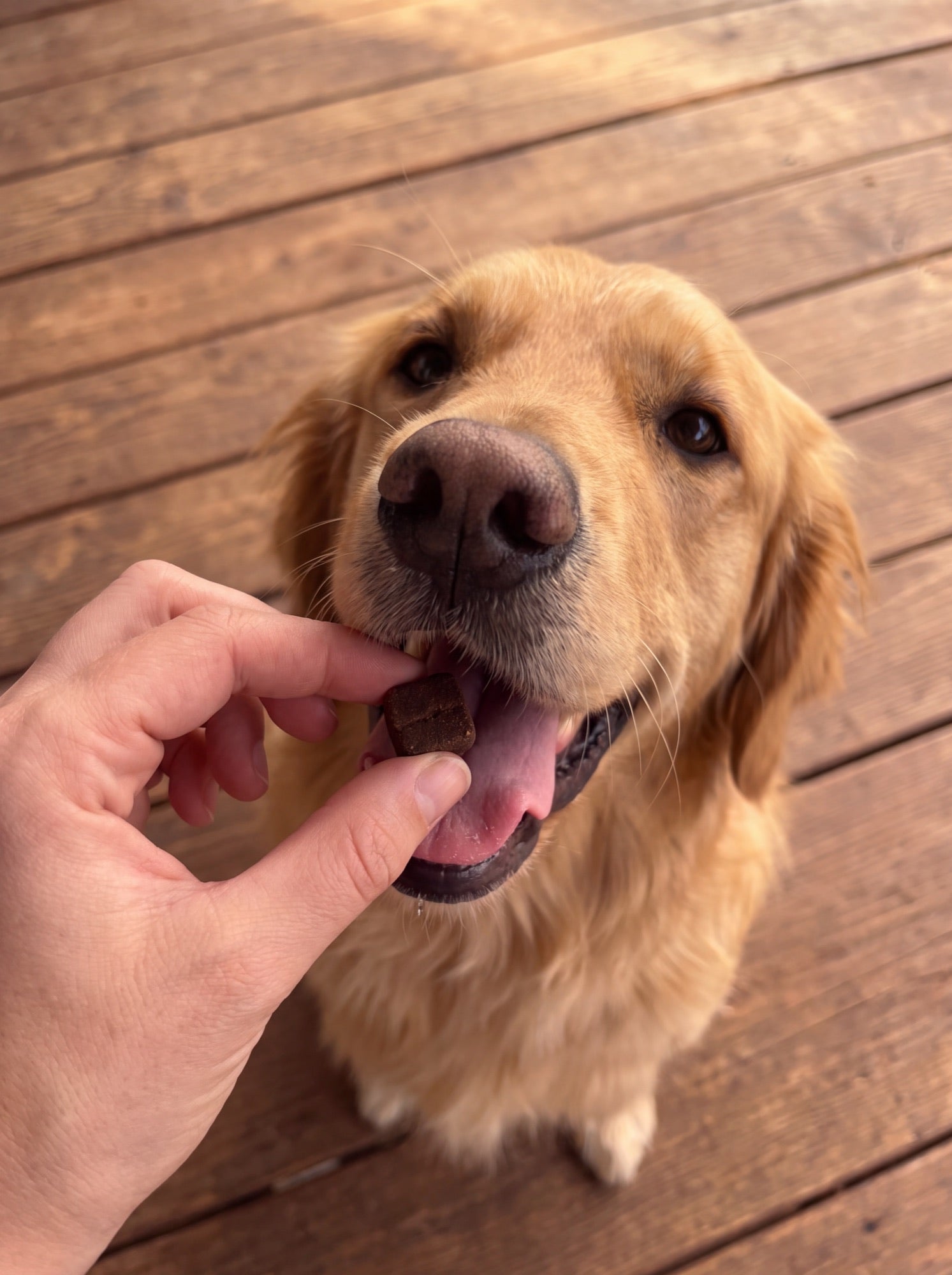 A golden retriever taking a Rhoosle chew